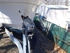 Bayliner Trophy Walkaround Willow Grove   Pennsylvania BoatsFSBOgo